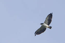 Short-tailed Hawk