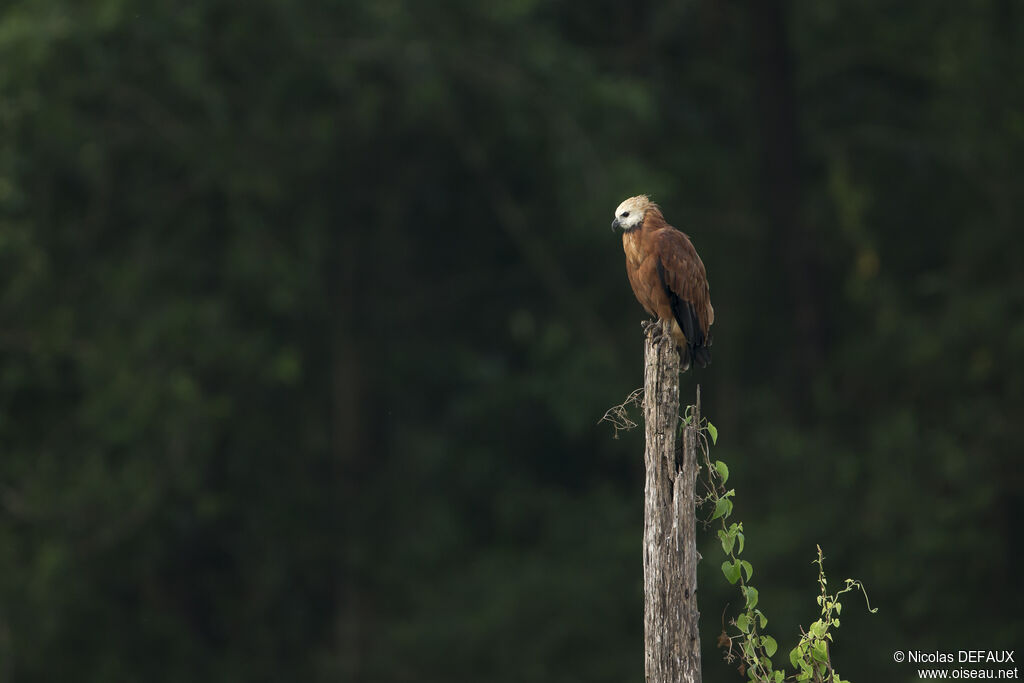 Black-collared Hawk