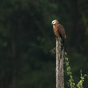 Black-collared Hawk