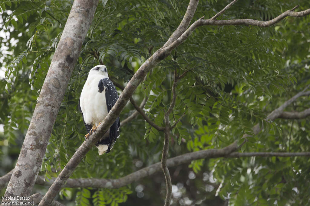 Buse blancheadulte, identification