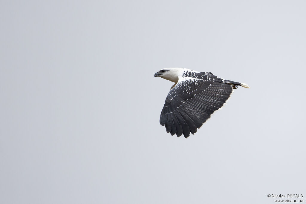 White Hawk, close-up portrait, Flight