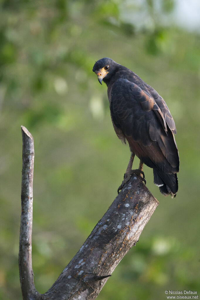 Rufous Crab Hawk