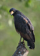 Rufous Crab Hawk