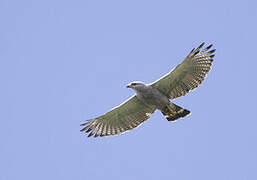 Grey-lined Hawk