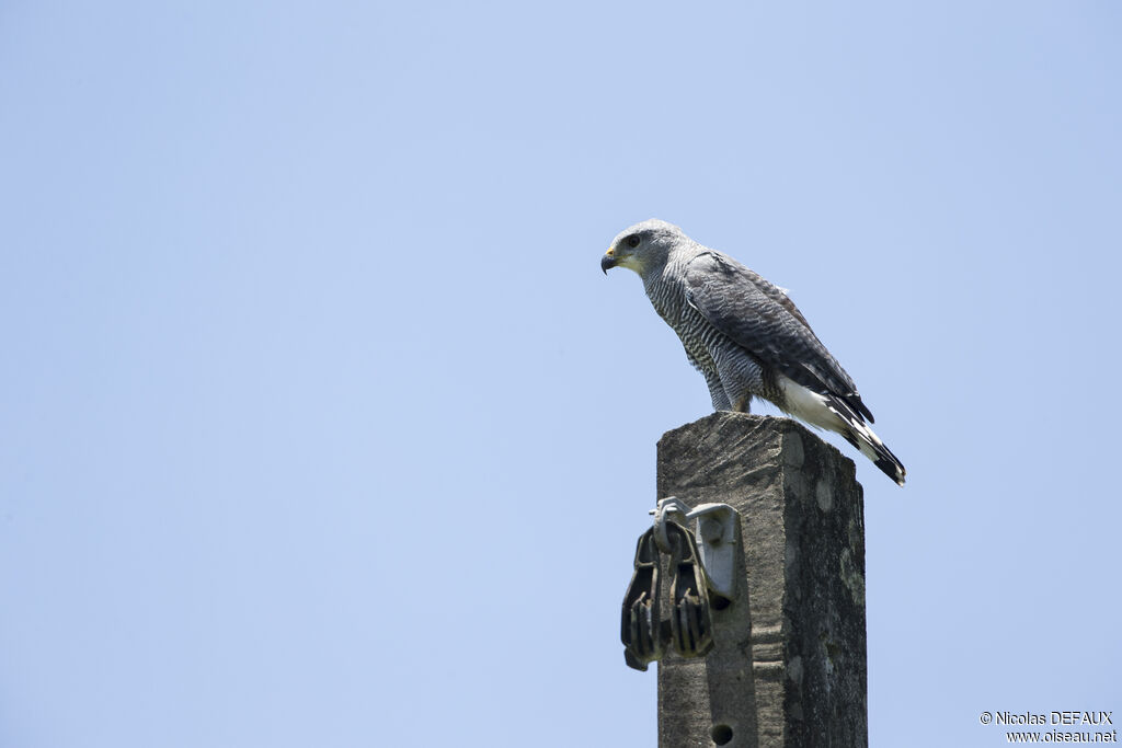 Grey-lined Hawk