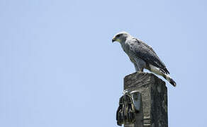 Grey-lined Hawk