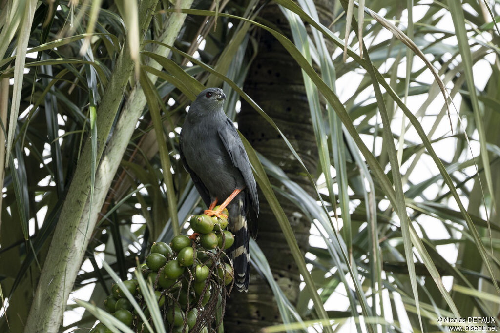 Crane Hawkadult, close-up portrait