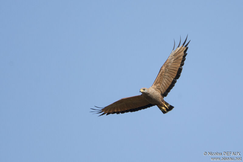 Savanna Hawk, Flight