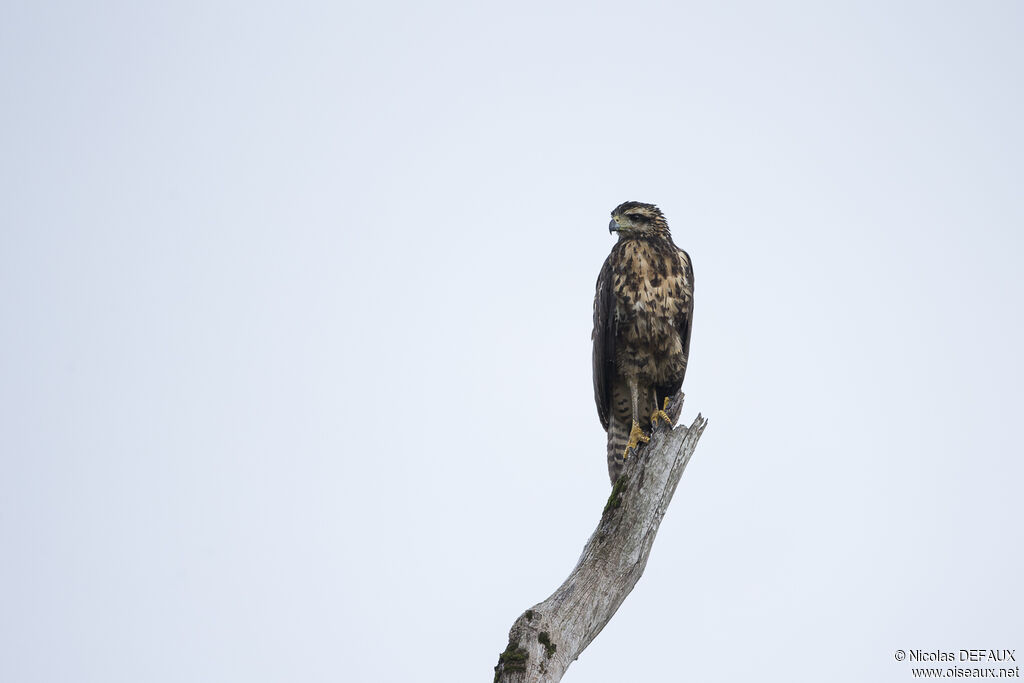 Great Black Hawkjuvenile