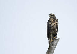 Great Black Hawk