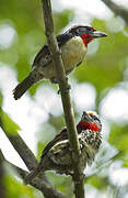 Black-spotted Barbet