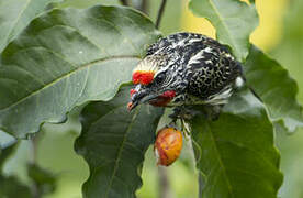 Black-spotted Barbet