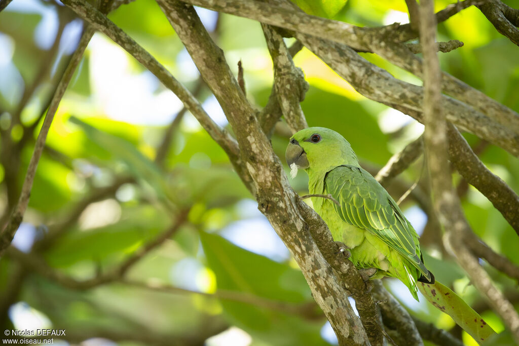 Short-tailed Parrotadult, close-up portrait, eats