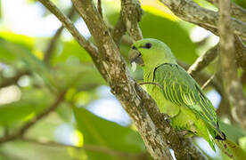 Short-tailed Parrot