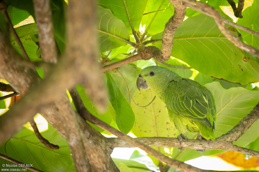 Short-tailed Parrotadult, close-up portrait, eats