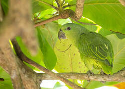 Short-tailed Parrot