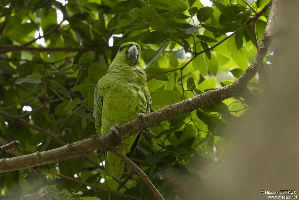 Short-tailed Parrotadult, close-up portrait, eats