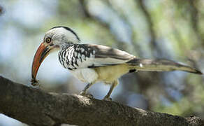 Northern Red-billed Hornbill