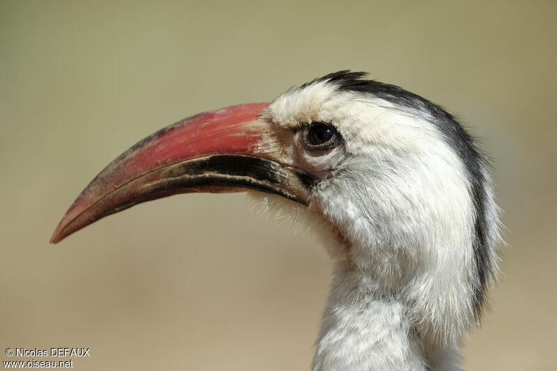 Northern Red-billed Hornbill, close-up portrait