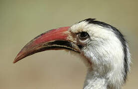 Northern Red-billed Hornbill