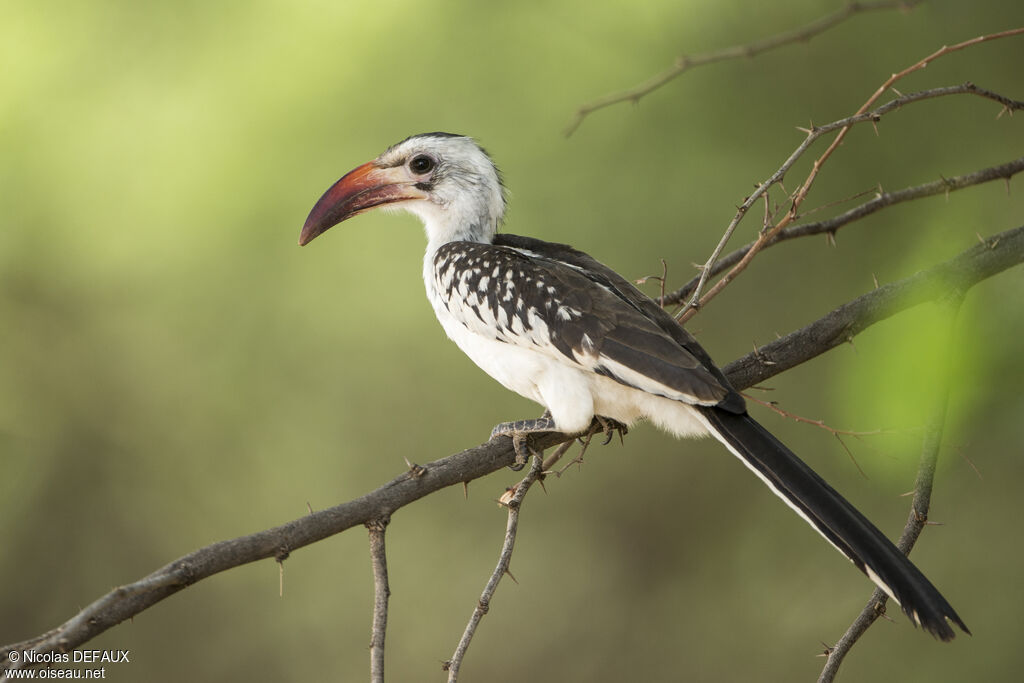 Northern Red-billed Hornbill, close-up portrait