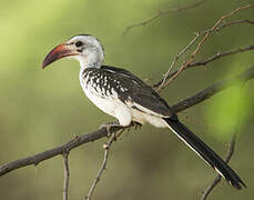 Northern Red-billed Hornbill