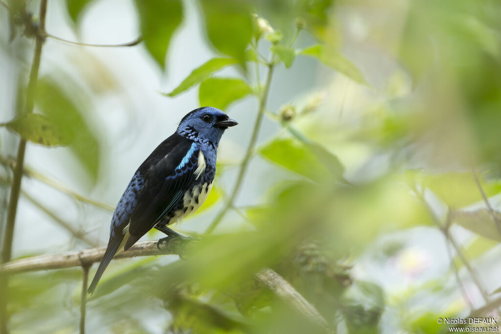 Turquoise Tanager