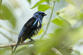 Turquoise Tanager