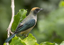 Burnished-buff Tanager