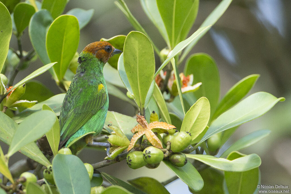 Bay-headed Tanager