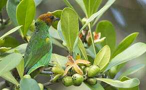 Bay-headed Tanager