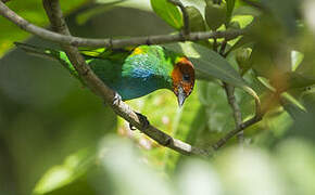 Bay-headed Tanager