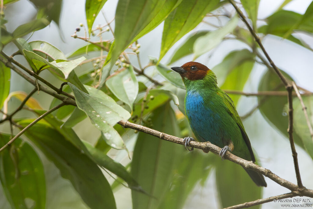 Bay-headed Tanageradult