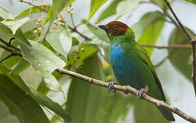 Bay-headed Tanager