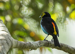 Paradise Tanager