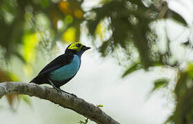 Paradise Tanager