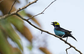 Paradise Tanager