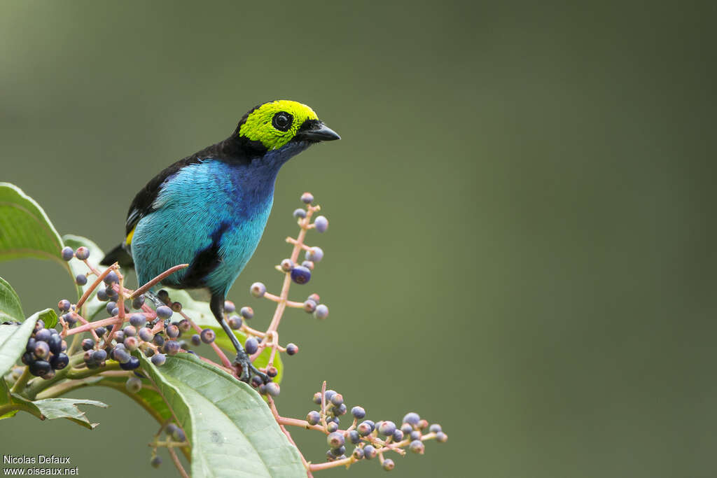 Calliste septicoloreadulte, portrait