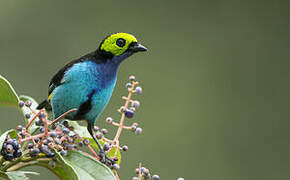 Paradise Tanager