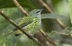 Spotted Tanager