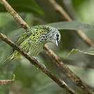 Calliste syacou
