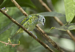 Spotted Tanager