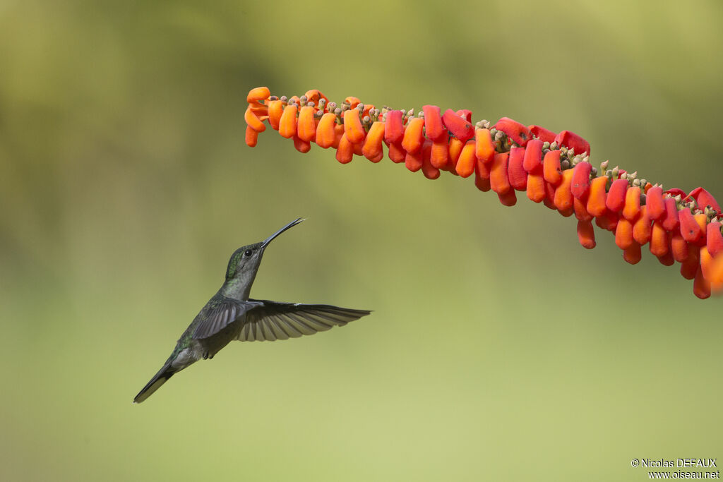 Grey-breasted Sabrewing, Flight, eats