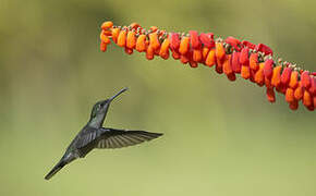 Grey-breasted Sabrewing