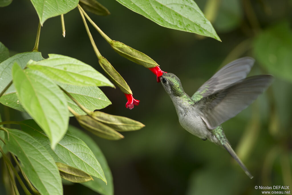 Grey-breasted Sabrewing, Flight, eats