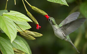 Grey-breasted Sabrewing
