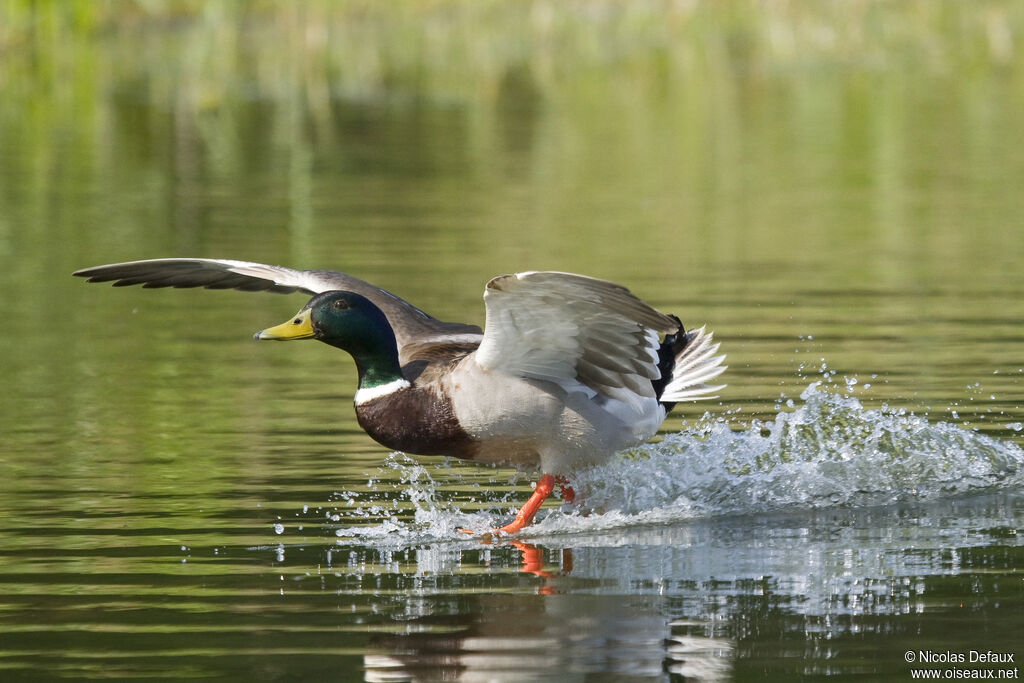 Mallard, Flight