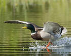 Canard colvert