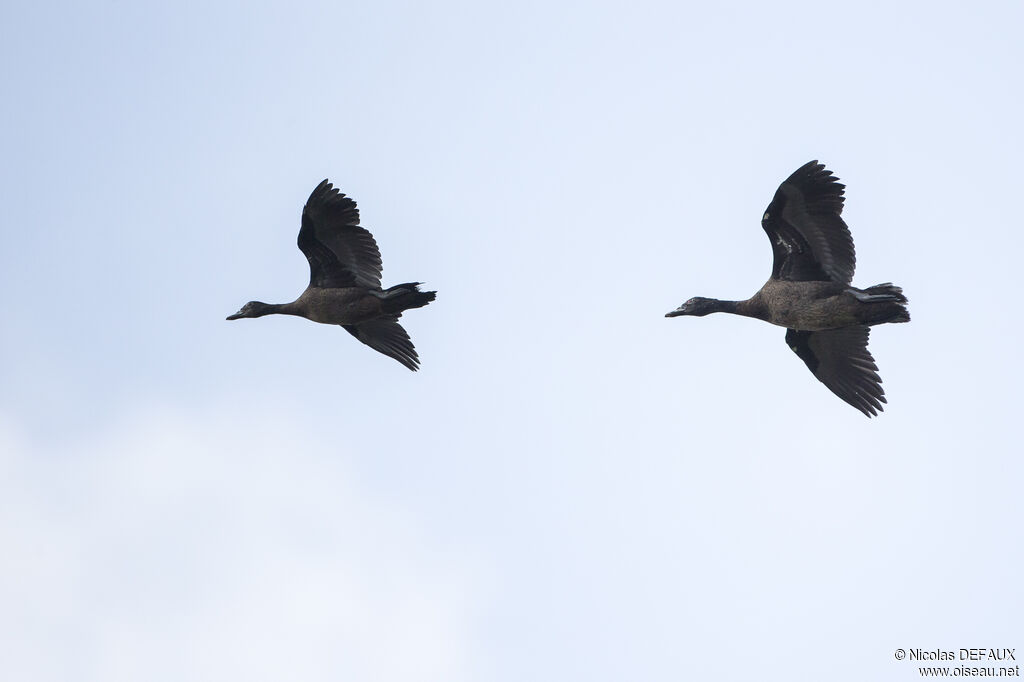 Canard musqué, Vol