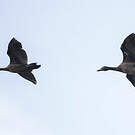Canard musqué